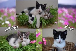 Bezdomne kocięta szukają domu Toruń sierpień 2017