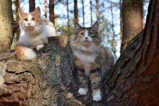 Jenifer i Bazyl Omahkatayo*PL na spacerze w lesie :) fot. © Anna Lipecka