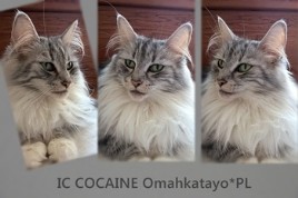 IC Cocaine Omahkatayo*PL fot. ⓒ Anna Lipecka