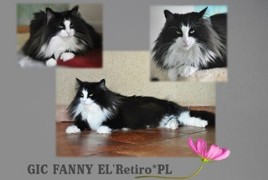 GIC Fanny EL'Retiro*PL 12 years old fot.Copyright Anna Lipecka