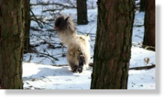 Kot norweski leśny IC Cody Meladino*PL JW fot. copyright Dariusz Lipecki