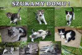 Bezdomne kocięta szukają domu Toruń lipiec 2017