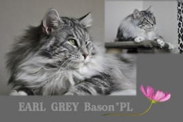 Earl Grey Bason*PL - fot.© Anna Lipecka
