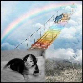 Nikita... She went over the Rainbow Bridge :(